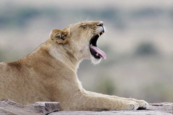 Kenya, Masai Mara African lioness yawns on rock